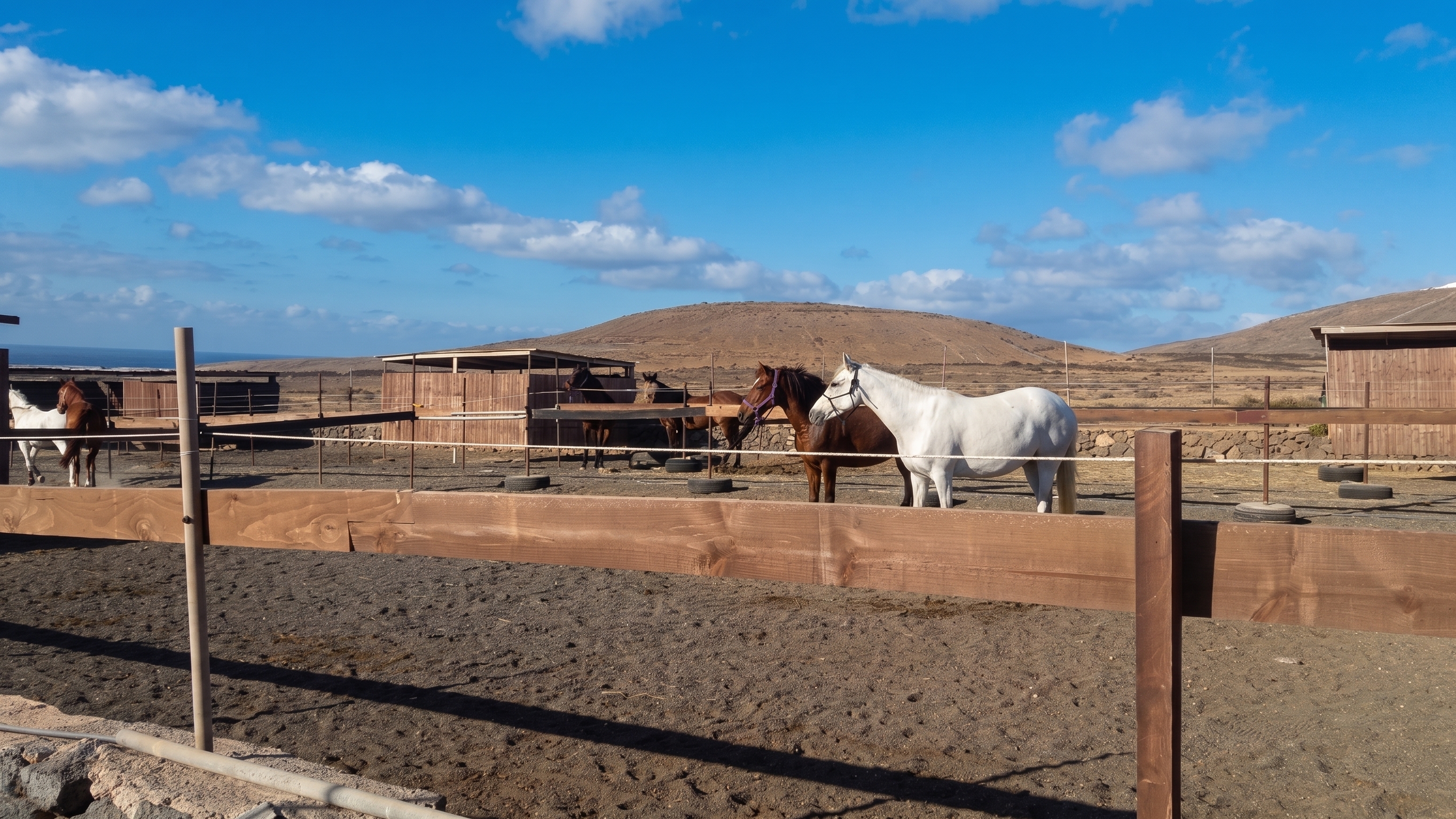 Horses Lanzarote